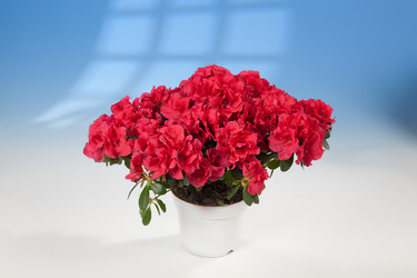 Similar image 8403295