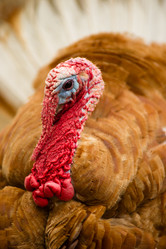 Similar image 8444782