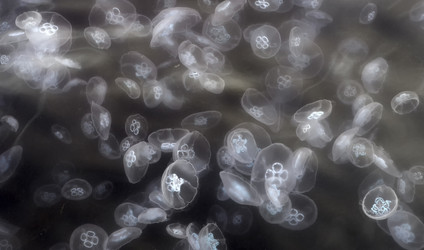 Similar image 8453311