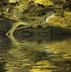 Similar image 8453549