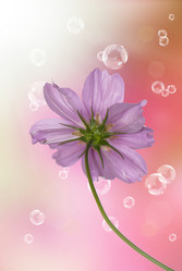 Similar image 8453835