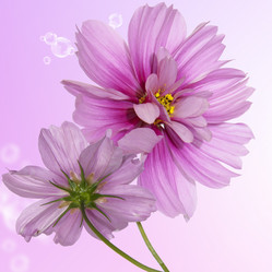 Similar image 8453867