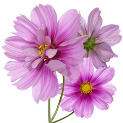 Similar image 8453980