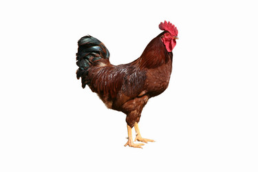 Similar image 8454067