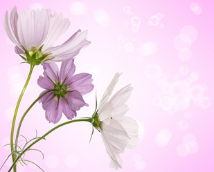 Similar image 8454258