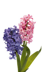 Similar image 8455250