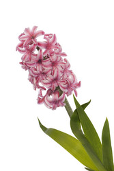 Similar image 8455252