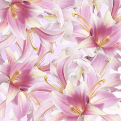 Similar image 8455362