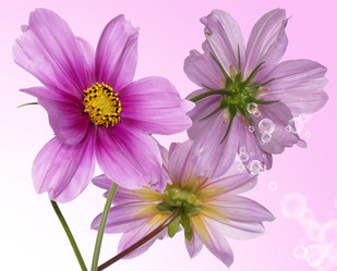 Similar image 8455958