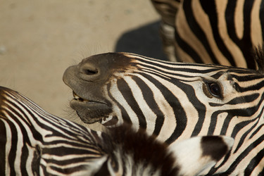 Similar image 8456472