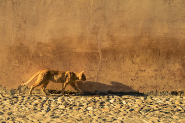 Similar image 8456500