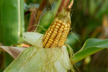 Similar image 8456815