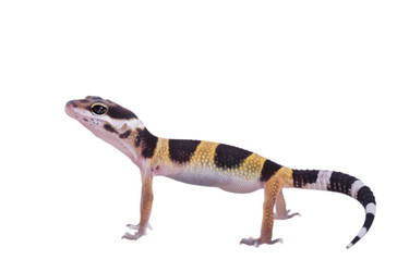 Similar image 8456820