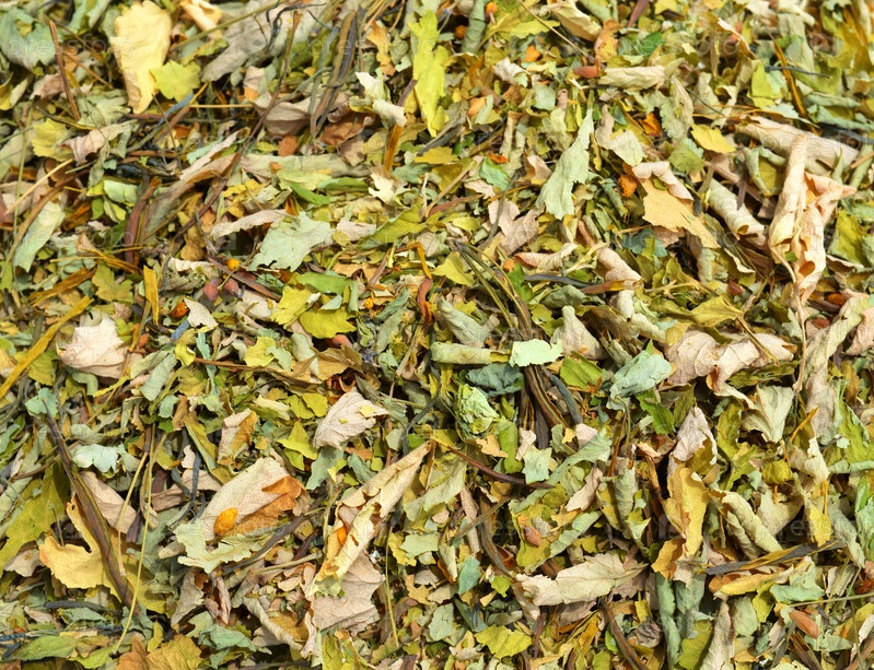 Фотография на тему Сушеный Чистотел | PressFoto