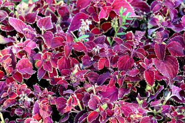 Similar image 8458198