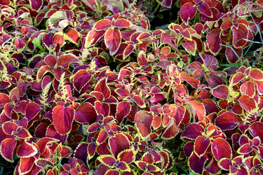 Similar image 8458199