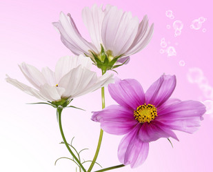 Similar image 8458396