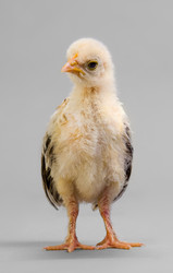 Similar image 8458847