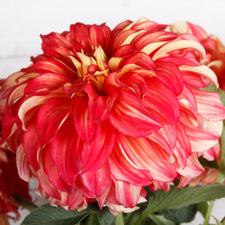 Similar image 8461100