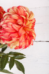 Similar image 8461101