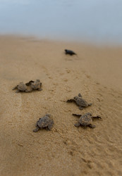 Similar image 8462209