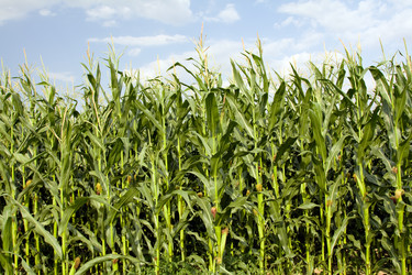 Similar image 8462446