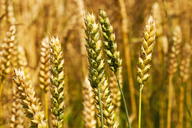 Similar image 8462548