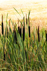 Similar image 8462624