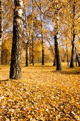 Similar image 8462659