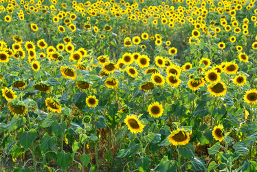 Similar image 8462755