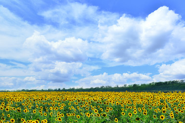 Similar image 8463147