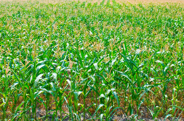 Similar image 8463483