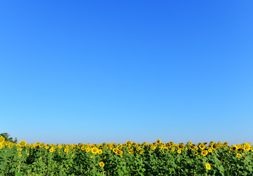 Similar image 8463487