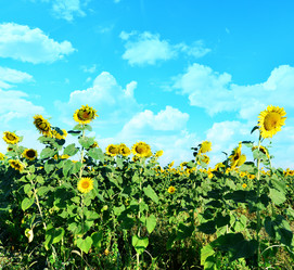 Similar image 8463489