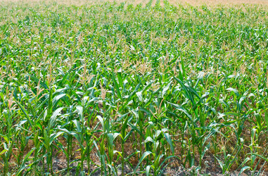 Similar image 8463539