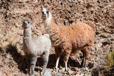 Similar image 8468003