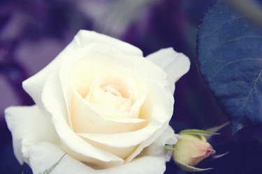 Similar image 8468796