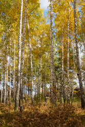 Similar image 8471386