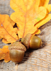 Similar image 8474081