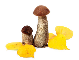 Similar image 8474085