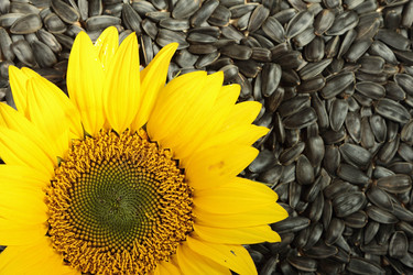 Similar image 8474098