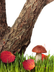 Similar image 8474117