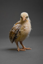 Similar image 8475204