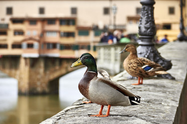 Similar image 8476289