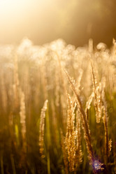 Similar image 8479453