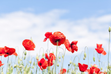 Similar image 8480207