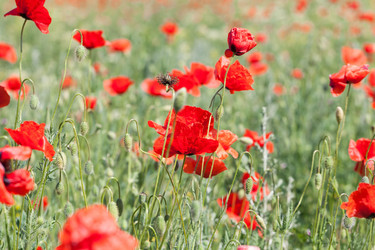 Similar image 8480208