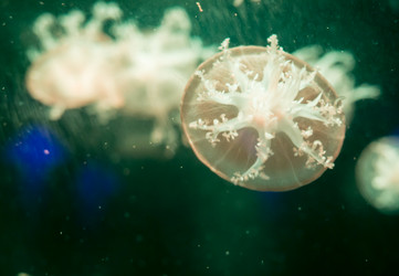 Similar image 8481091