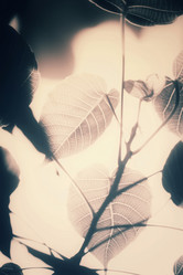 Similar image 8482356