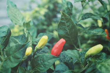 Similar image 8482393